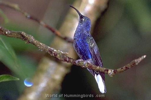 Hummingbird Garden Catalog: Violet Sabrewing